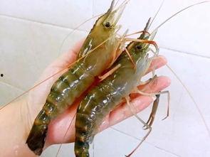 国产对白虾是淡水虾吗